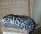 Kitty
