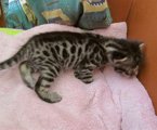 Inara