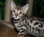 Zimba