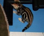 Cleo
