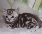 Isak Mewton